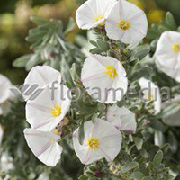 CONVOLVULUS